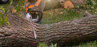 Best Tree Mulching  in Eton, GA