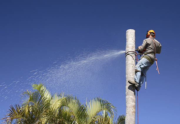  Eton, GA Tree Care Pros