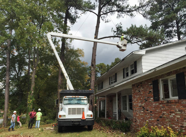 Best Commercial Tree Services  in Eton, GA