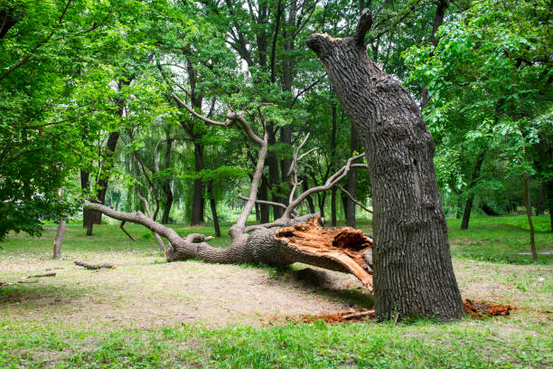 Best Lawn Maintenance Plans  in Eton, GA