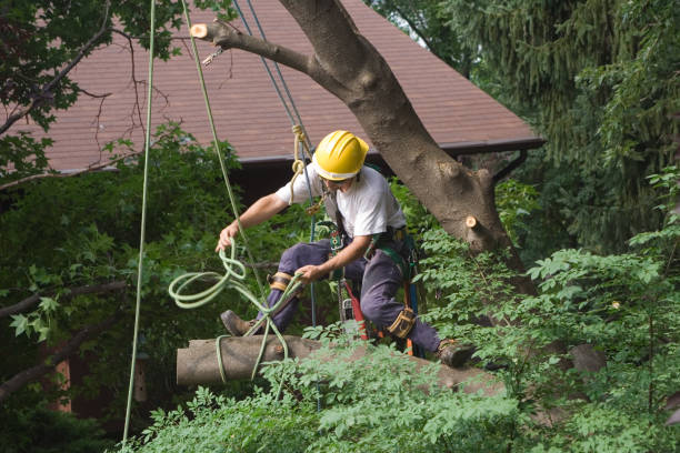 Best Pest Control for Lawns  in Eton, GA