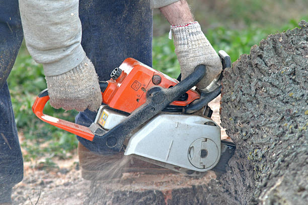 Best Weed Control  in Eton, GA