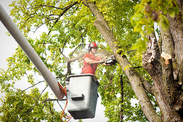 Best Storm Damage Tree Cleanup  in Eton, GA