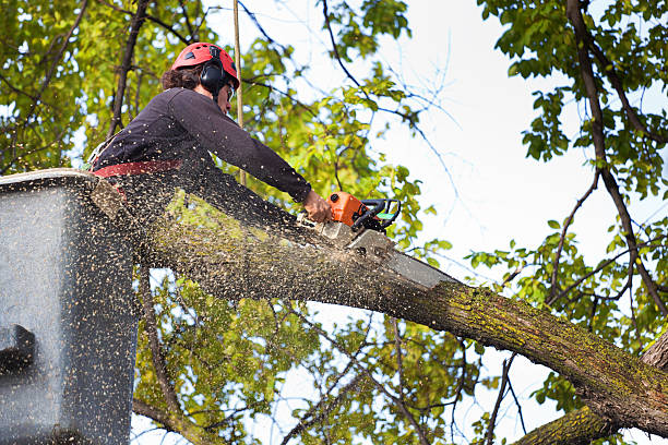 Best Root Management and Removal  in Eton, GA