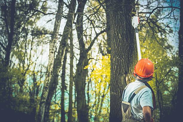 Best Tree Maintenance Programs  in Eton, GA
