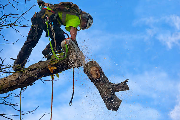 Best Aeration Services  in Eton, GA