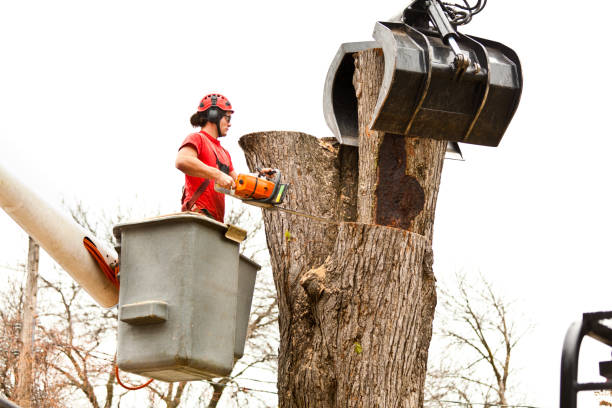 Best Tree and Shrub Care  in Eton, GA