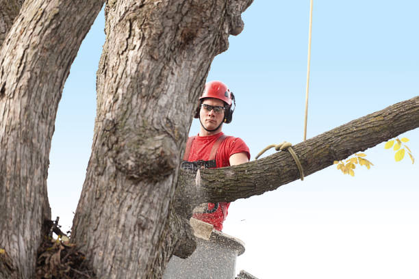 Best Tree Cabling and Bracing  in Eton, GA